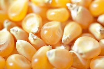 Yellow natural corn seeds