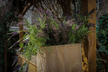 colorful plant in a wooden vase