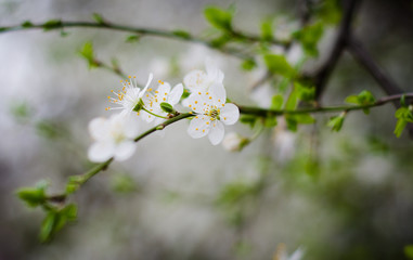 Fototapeta premium white flowers in spring