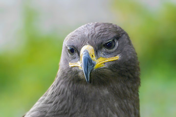 predatory look of a beautiful noble eagle