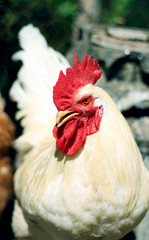 Beautiful rooster in the chicken coop. Domestic bird. Farm