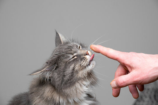 cute maine coon cat licking finger enjoying creamy treats in front of gray background with copy space