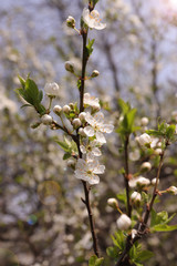 Blooming orchard tree in springtime. Tree blossom