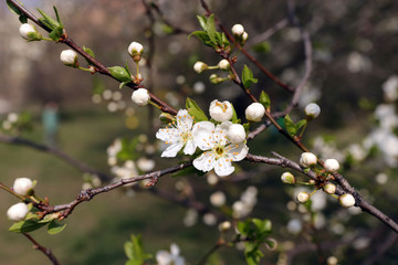 Blooming orchard tree in springtime. Tree blossom