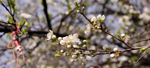 Blooming orchard tree in springtime. Tree blossom