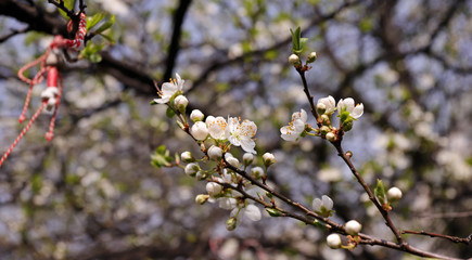 Blooming orchard tree in springtime. Tree blossom
