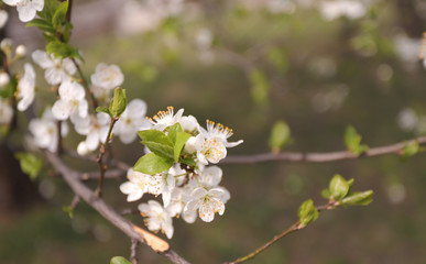 Blooming orchard tree in springtime. Tree blossom