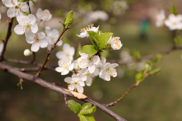Blooming orchard tree in springtime. Tree blossom