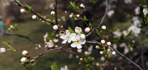 Blooming orchard tree in springtime. Tree blossom