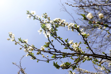 Blooming orchard tree in springtime. Tree blossom