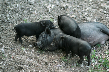 Vietnamese black bast-bellied pig. Herbivore pigs a