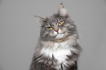 cute blue tabby white maine coon cat making funny face in front of gray background with copy space