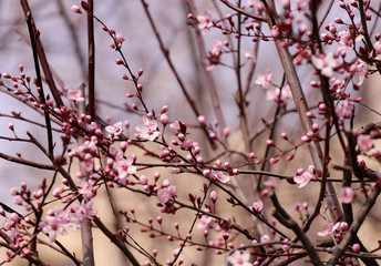 Blooming orchard tree in springtime. Japanese cherry – Sakura tree blossom.