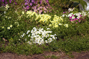 flowers in the garden