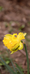Single daffodil in nature. Spring flower daffodil.