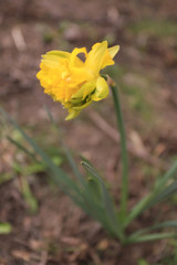 Single daffodil in nature. Spring flower daffodil.