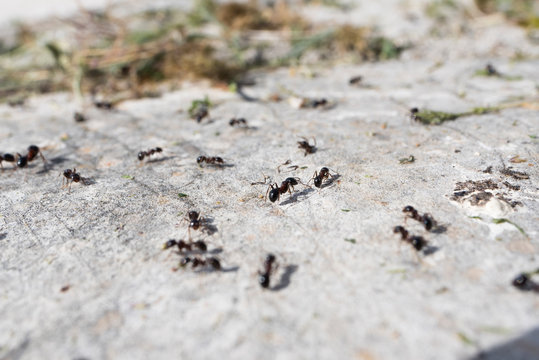 Les fourmis