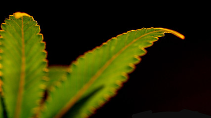 Marijuana Leaf Moby Dick Weed Cannabis Leaf