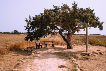 Fototapeta premium Bench and a lonely standing tree nearby