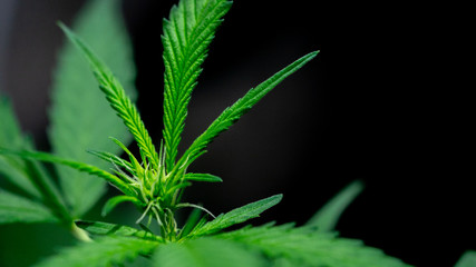Naklejka na ściany i meble Cannabis Weed Close Up Marijuana Plant