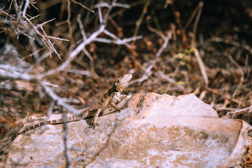 dry branch and stone