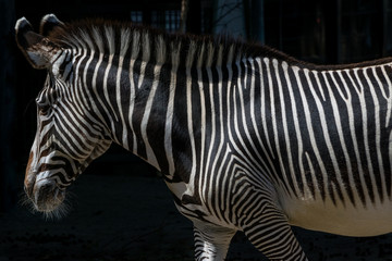 Fototapeta na wymiar Zebra side shot