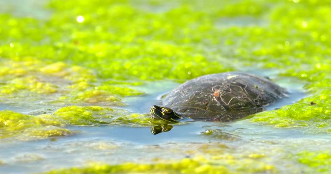 turtle in pond moss