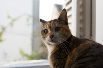 Chat surpris