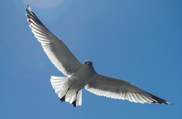 Fototapeta na wymiar White sea gull in the background of blue sky.