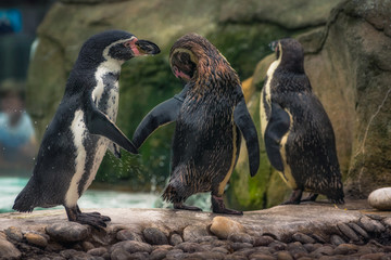 Penguins shaking water off