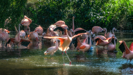 Pink Flamingoes in the water spreading wings