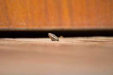 Le lézard
