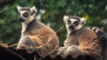 Fototapeta premium Lemur katta - Koty Madagaskaru