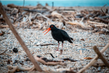 oystercatcher on the beach