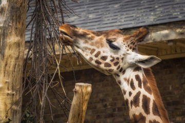 Giraffe head close up eating from a tree