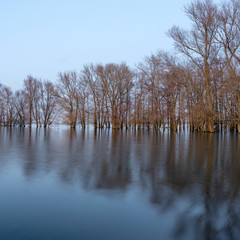flooded trees in flood plains of river Waal in the netherlands