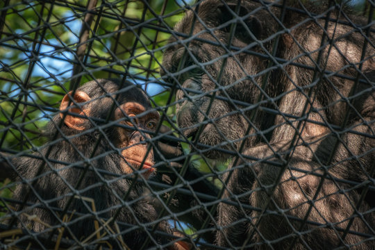 Chimpanzee with baby in a zoo cage