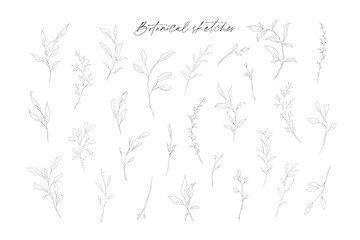 Botanical line art leaves hand drawn pencil sketches isolated on white background. Fine art floral elegant delicate graphic clipart for wedding invitation card. Vector illustration
