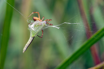 Grasshopper in the cobweb being wrapped by threads