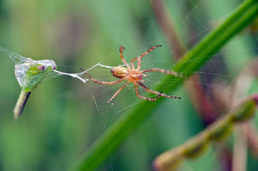Grasshopper in the cobweb being wrapped by threads