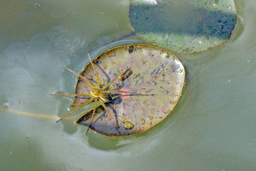 Spider on the leaf of water lily, waiting for prey