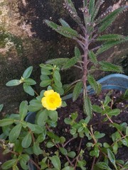 flowers in the garden