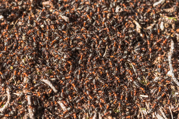 Anthill on a sunny day