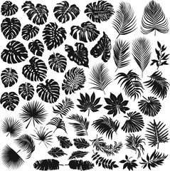 Tropical leaves vector silhouette collection