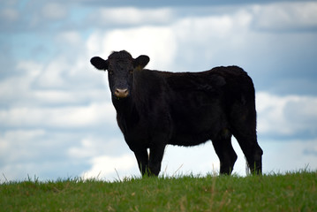 A black angus cow on the top of a hill with a blurred sky in the background. - obrazy, fototapety, plakaty