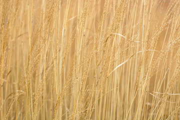 Densely grown reeds fluttering in the wind