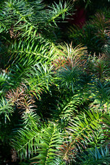Green branches and needles of Cunninghamia tree also known as china fir or taiwan fir -  evergreen coniferous tree in the cypress family