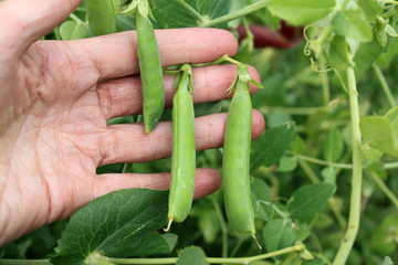 Pods of the green peas in the hand in the garden.