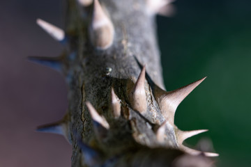 Sharp spines on young stem of  Angelica tree also known as devils walking stick. Thorns texture, macro with selective focus, partially blurred.