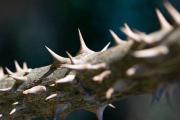 Sharp spines on young stem of  Angelica tree also known as devils walking stick. Thorns texture, macro with selective focus, partially blurred.